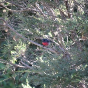 Petroica rosea at Curtin, ACT - 6 Jun 2020