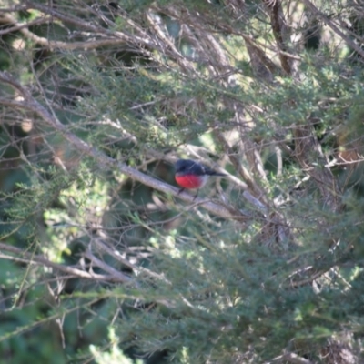 Petroica rosea (Rose Robin) at Curtin, ACT - 6 Jun 2020 by Rowg