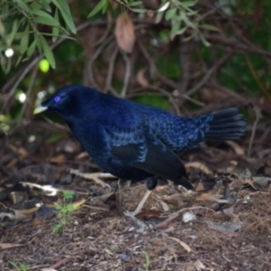 Ptilonorhynchus violaceus at Curtin, ACT - 5 May 2020