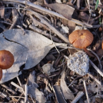 Laccaria sp. (Laccaria) at Mount Painter - 5 Jun 2020 by Tammy