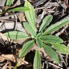 Plantago varia (Native Plaintain) at Saint Mark's Grassland, Barton - 6 Jun 2020 by JanetRussell