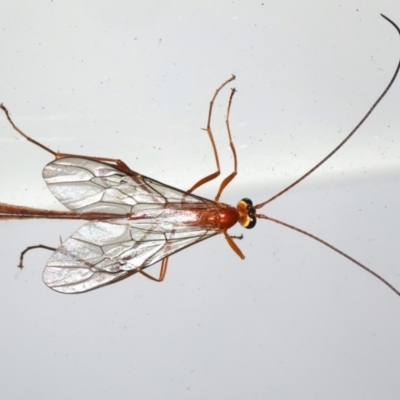 Dicamptus fuscicornis (Ichneumon wasp) at Lilli Pilli, NSW - 6 Jun 2020 by jb2602