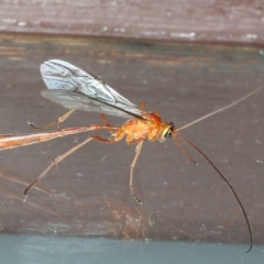 Dicamptus fuscicornis at Lilli Pilli, NSW - 6 Jun 2020