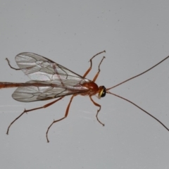 Dicamptus fuscicornis at Lilli Pilli, NSW - 6 Jun 2020 10:10 AM