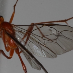 Dicamptus fuscicornis at Lilli Pilli, NSW - 6 Jun 2020 10:10 AM