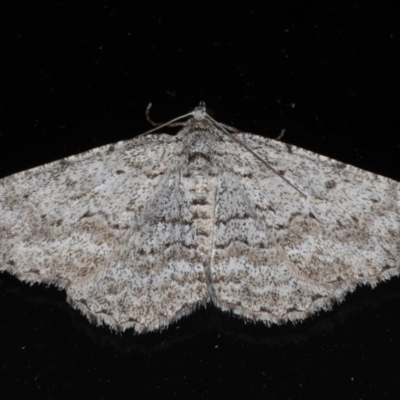 Psilosticha absorpta (Fine-waved Bark Moth) at Lilli Pilli, NSW - 6 Jun 2020 by jbromilow50