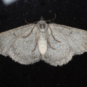 Psilosticha absorpta at Lilli Pilli, NSW - 6 Jun 2020