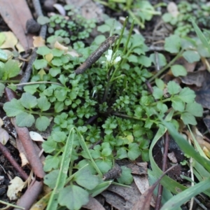 Cardamine hirsuta at Acton, ACT - 31 May 2020