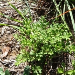 Cheilanthes austrotenuifolia (Rock Fern) at Barton, ACT - 6 Jun 2020 by JanetRussell