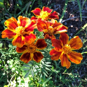 Tagetes erecta at Hughes, ACT - 6 Jun 2020