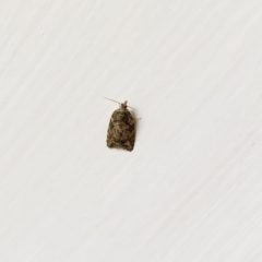 Tortricinae (subfamily) (A tortrix moth) at Red Hill to Yarralumla Creek - 6 Jun 2020 by ruthkerruish