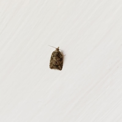 Tortricinae (subfamily) (A tortrix moth) at Hughes Garran Woodland - 6 Jun 2020 by ruthkerruish