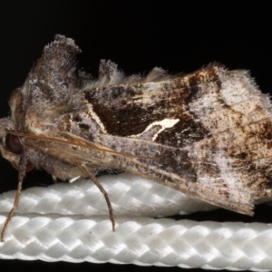 Chrysodeixis subsidens at Lilli Pilli, NSW - 6 Jun 2020