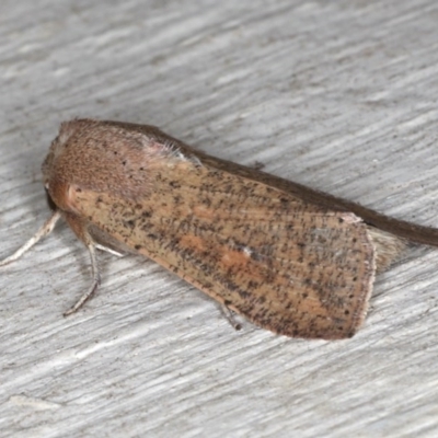 Mythimna (Pseudaletia) convecta (Common Armyworm) at Lilli Pilli, NSW - 6 Jun 2020 by jb2602