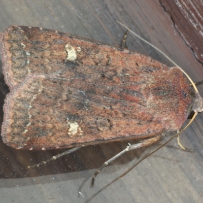 Diarsia intermixta (Chevron Cutworm, Orange Peel Moth.) at Lilli Pilli, NSW - 6 Jun 2020 by jbromilow50