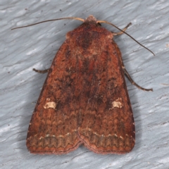 Diarsia intermixta at Lilli Pilli, NSW - 6 Jun 2020