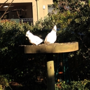 Cacatua sanguinea at Hughes, ACT - 6 Jun 2020