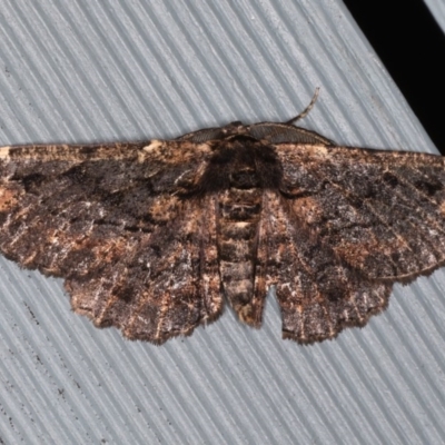 Pholodes sinistraria (Sinister or Frilled Bark Moth) at Lilli Pilli, NSW - 6 Jun 2020 by jb2602