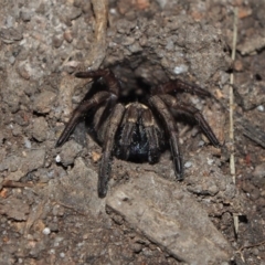 Arbanitis sp. (genus) (An armoured trapdoor spider) at Doctor George Mountain, NSW - 12 Sep 2014 by AndrewMcCutcheon