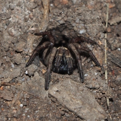 Unidentified Spider (Araneae) at Doctor George Mountain, NSW - 12 Sep 2014 by AndrewMcCutcheon