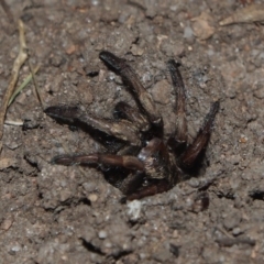 Arbanitis sp. (genus) at Doctor George Mountain, NSW - 12 Sep 2014