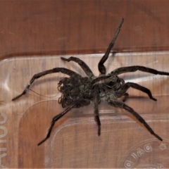 Unidentified Wolf spider (Lycosidae) (TBC) at Tanja, NSW - 27 Feb 2015 by AndrewMcCutcheon