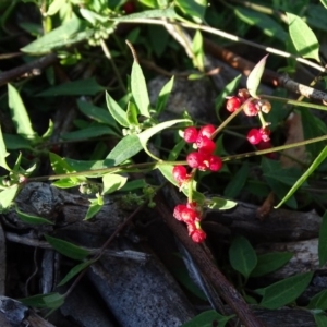 Einadia nutans subsp. nutans at Jerrabomberra, ACT - 5 Jun 2020