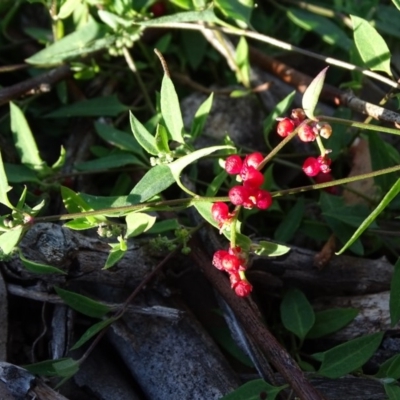 Einadia nutans subsp. nutans (Climbing Saltbush) at Isaacs Ridge - 5 Jun 2020 by Mike