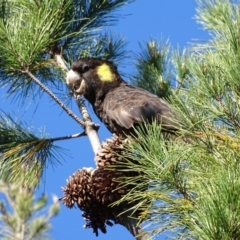 Zanda funerea (Yellow-tailed Black-Cockatoo) at Isaacs, ACT - 5 Jun 2020 by Mike