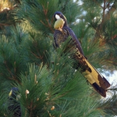 Zanda funerea (Yellow-tailed Black-Cockatoo) at Doctor George Mountain, NSW - 29 Mar 2015 by AndrewMcCutcheon