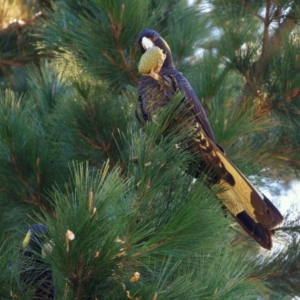 Zanda funerea at Doctor George Mountain, NSW - 29 Mar 2015