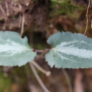 Clematis aristata at Cotter River, ACT - 30 May 2020