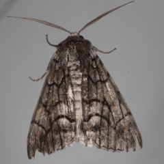 Stibaroma (genus) (A Line moth) at Lilli Pilli, NSW - 6 Jun 2020 by jb2602