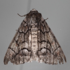 Stibaroma (genus) at Lilli Pilli, NSW - 6 Jun 2020 12:26 PM