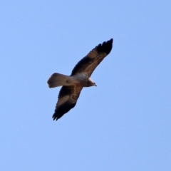 Haliastur sphenurus (Whistling Kite) at Fyshwick, ACT - 4 Jun 2020 by RodDeb