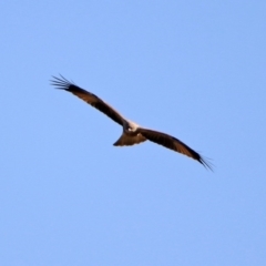 Haliastur sphenurus at Fyshwick, ACT - 4 Jun 2020 12:52 PM