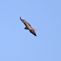 Haliastur sphenurus at Fyshwick, ACT - 4 Jun 2020