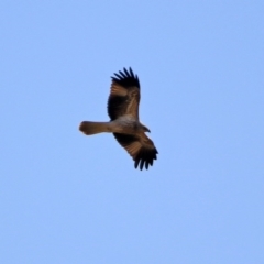 Haliastur sphenurus at Fyshwick, ACT - 4 Jun 2020 12:52 PM