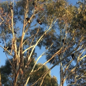 Gymnorhina tibicen at Curtin, ACT - 6 Jun 2020