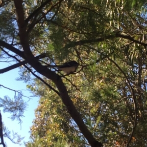 Rhipidura albiscapa at Curtin, ACT - 6 Jun 2020