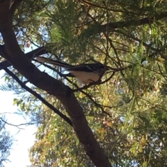 Rhipidura albiscapa at Curtin, ACT - 6 Jun 2020