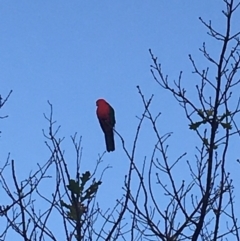 Alisterus scapularis (Australian King-Parrot) at Curtin, ACT - 6 Jun 2020 by HiHoSilver