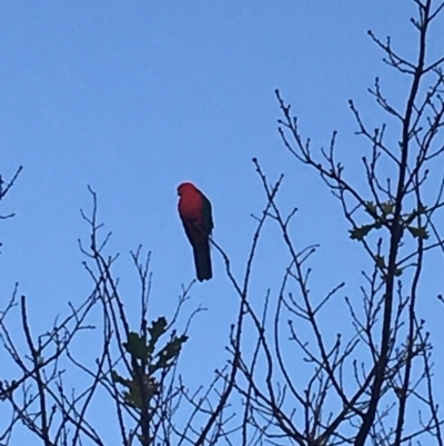 Alisterus scapularis (Australian King-Parrot) at Curtin, ACT - 6 Jun 2020 by HiHoSilver