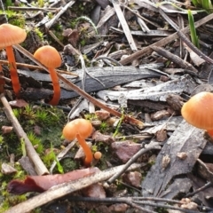 Laccaria sp. at Cook, ACT - 6 May 2020 by drakes