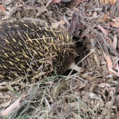 Tachyglossus aculeatus (Short-beaked Echidna) at Carwoola, NSW - 10 Jan 2019 by tom.tomward@gmail.com