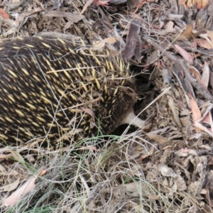 Tachyglossus aculeatus at Carwoola, NSW - 10 Jan 2019