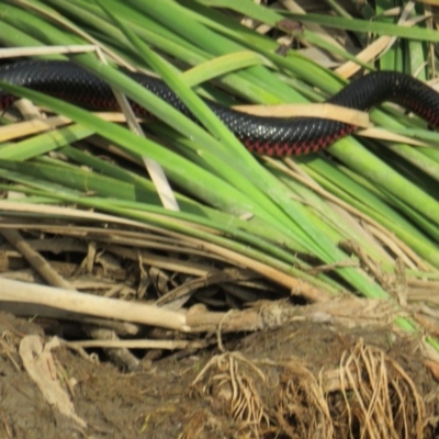 Pseudechis porphyriacus (Red-bellied Black Snake) at Yarrow, NSW - 10 Jan 2019 by tom.tomward@gmail.com