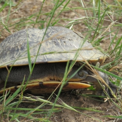 Chelodina longicollis (Eastern Long-necked Turtle) at Yarrow, NSW - 10 Jan 2019 by BenW