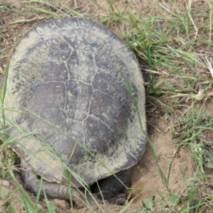 Chelodina longicollis at Yarrow, NSW - 10 Jan 2019 06:55 PM