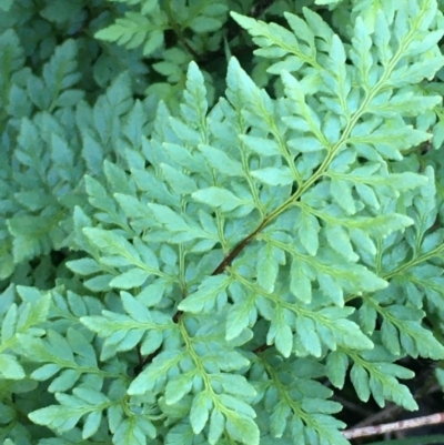 Cheilanthes austrotenuifolia (Rock Fern) at Mount Ainslie - 6 Jun 2020 by JaneR